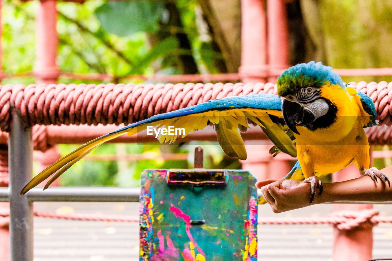 Ma.. look at my long wings - jurong bird park, singapore