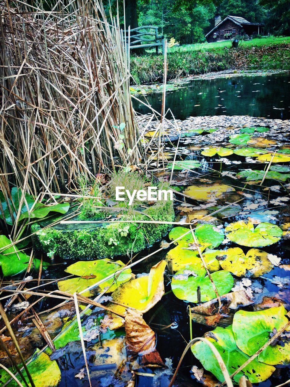 plant, nature, pond, water, leaf, plant part, day, growth, no people, beauty in nature, green, tranquility, outdoors, flower, jungle, stream, floating, grass, garden, tree, high angle view, water lily, floating on water, aquatic plant, land, leaves, forest