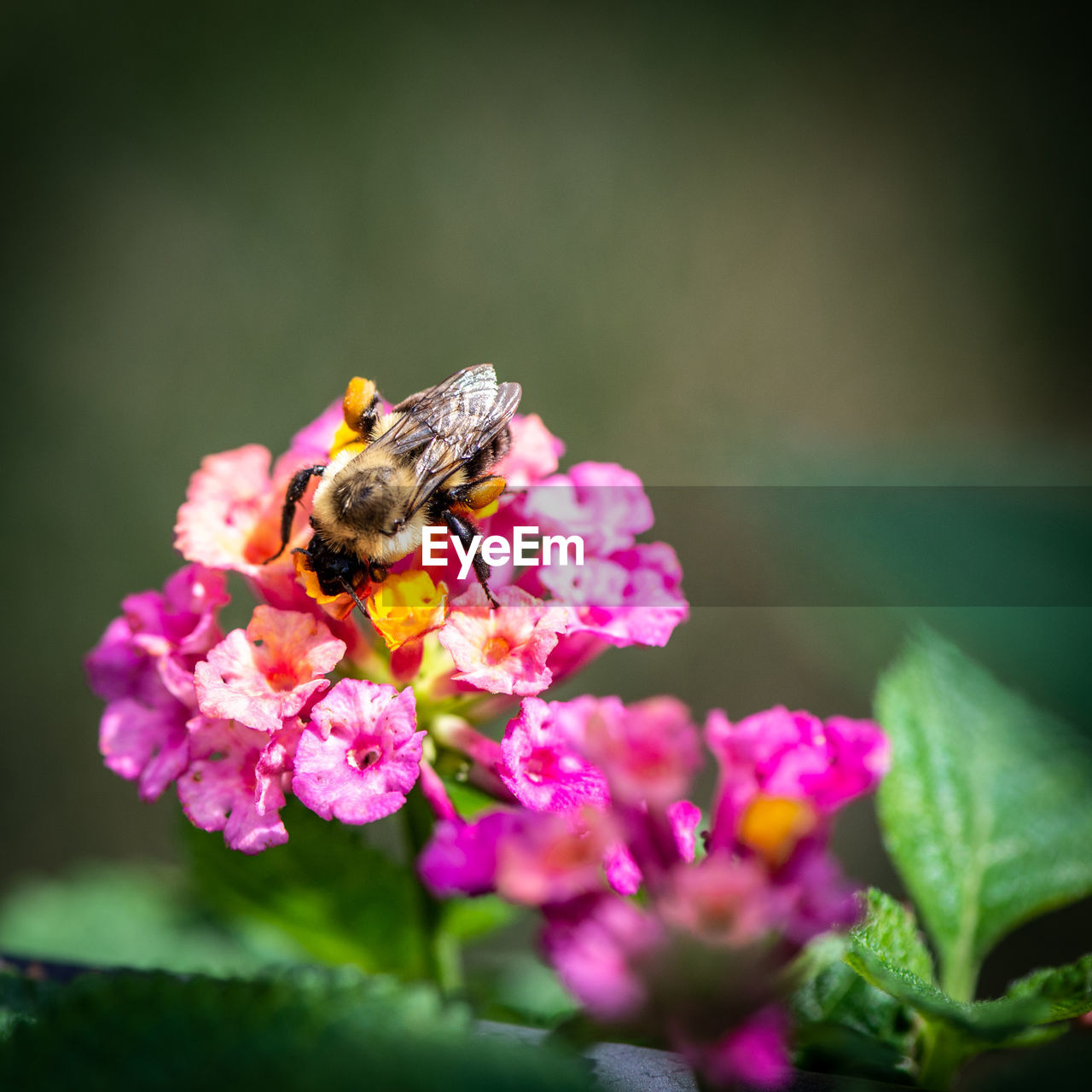 CLOSE-UP OF HONEY BEE ON PURPLE FLOWER