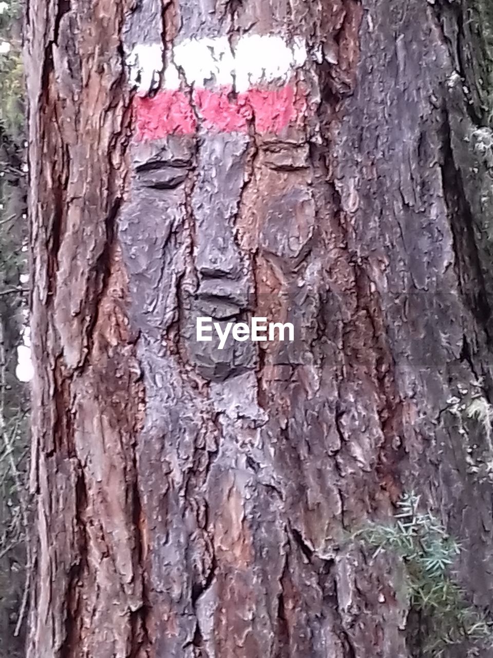 DETAIL SHOT OF TREE TRUNK