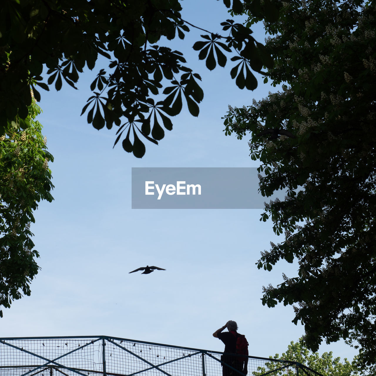 LOW ANGLE VIEW OF BIRDS FLYING