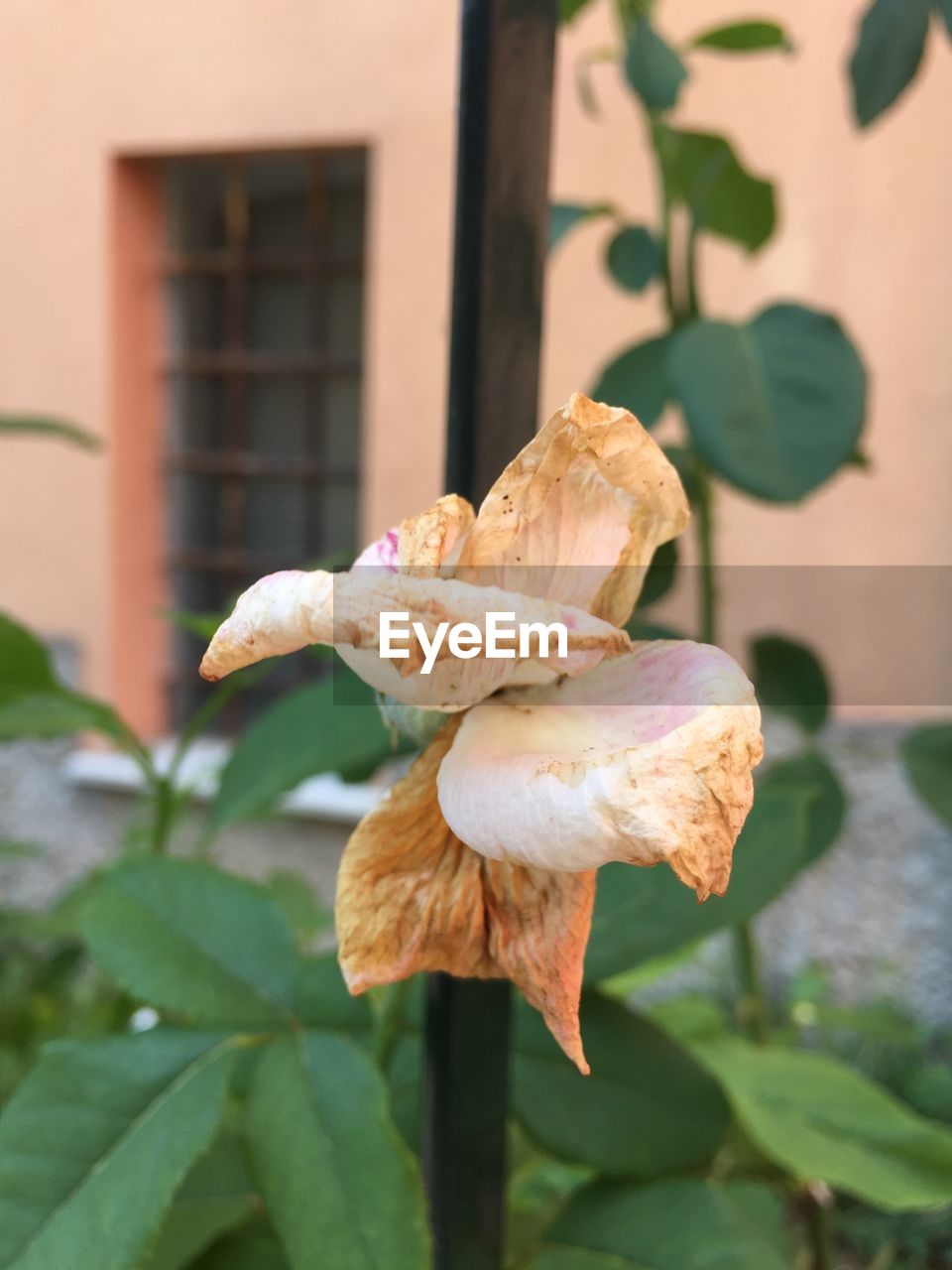 CLOSE-UP OF WILTED FLOWER AGAINST PLANT