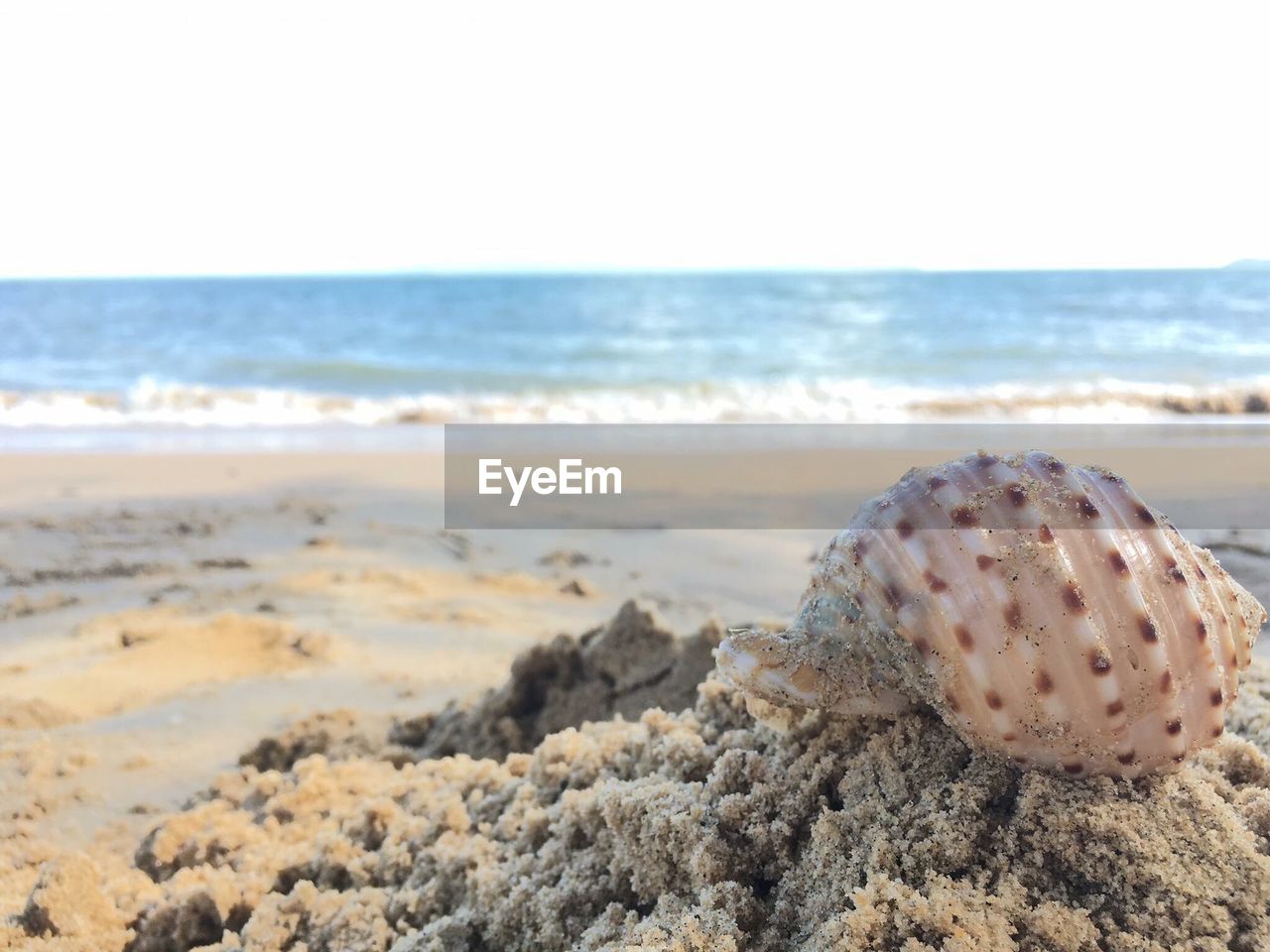 SURFACE LEVEL OF SHELLS ON SHORE