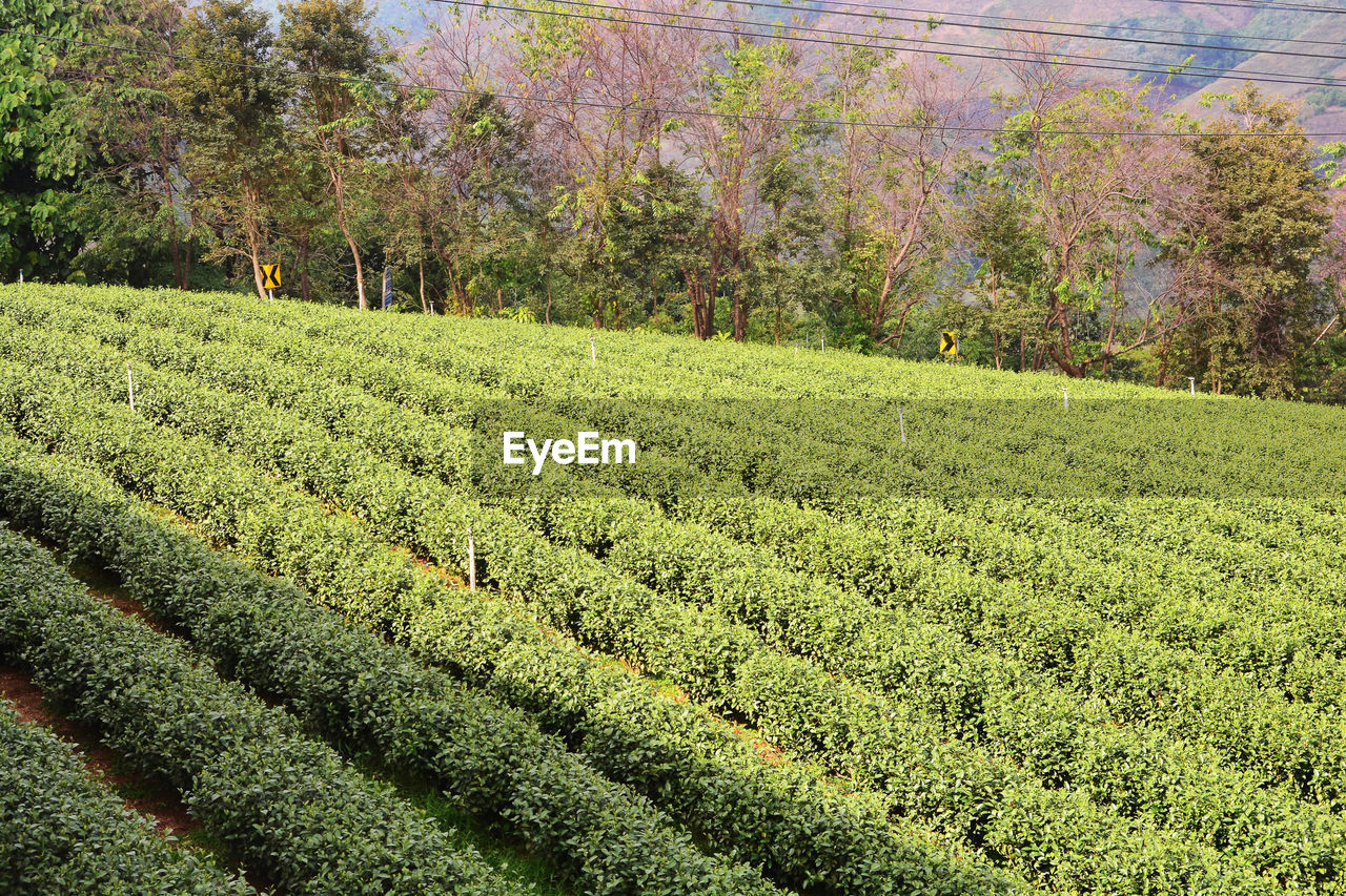 CROPS GROWING ON FIELD