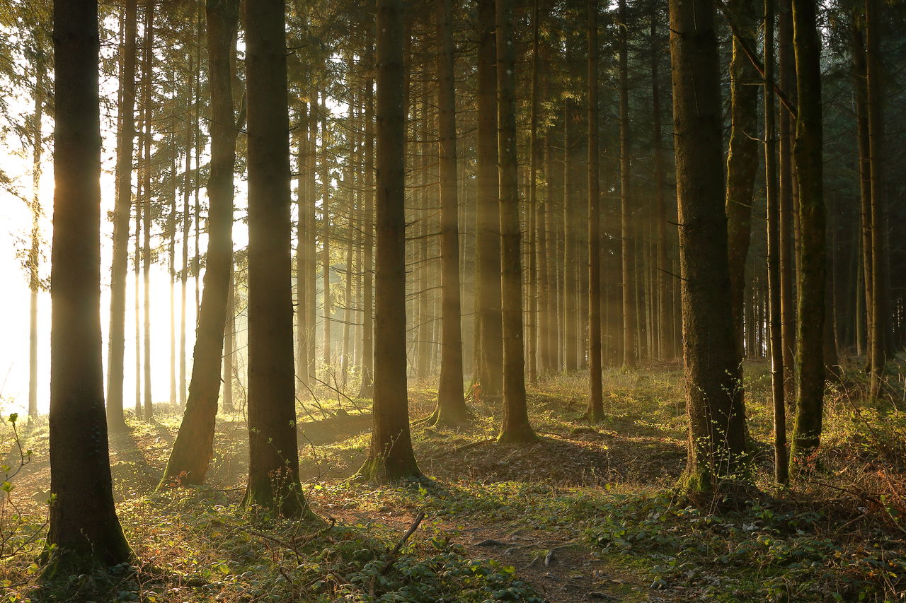 Trees in forest