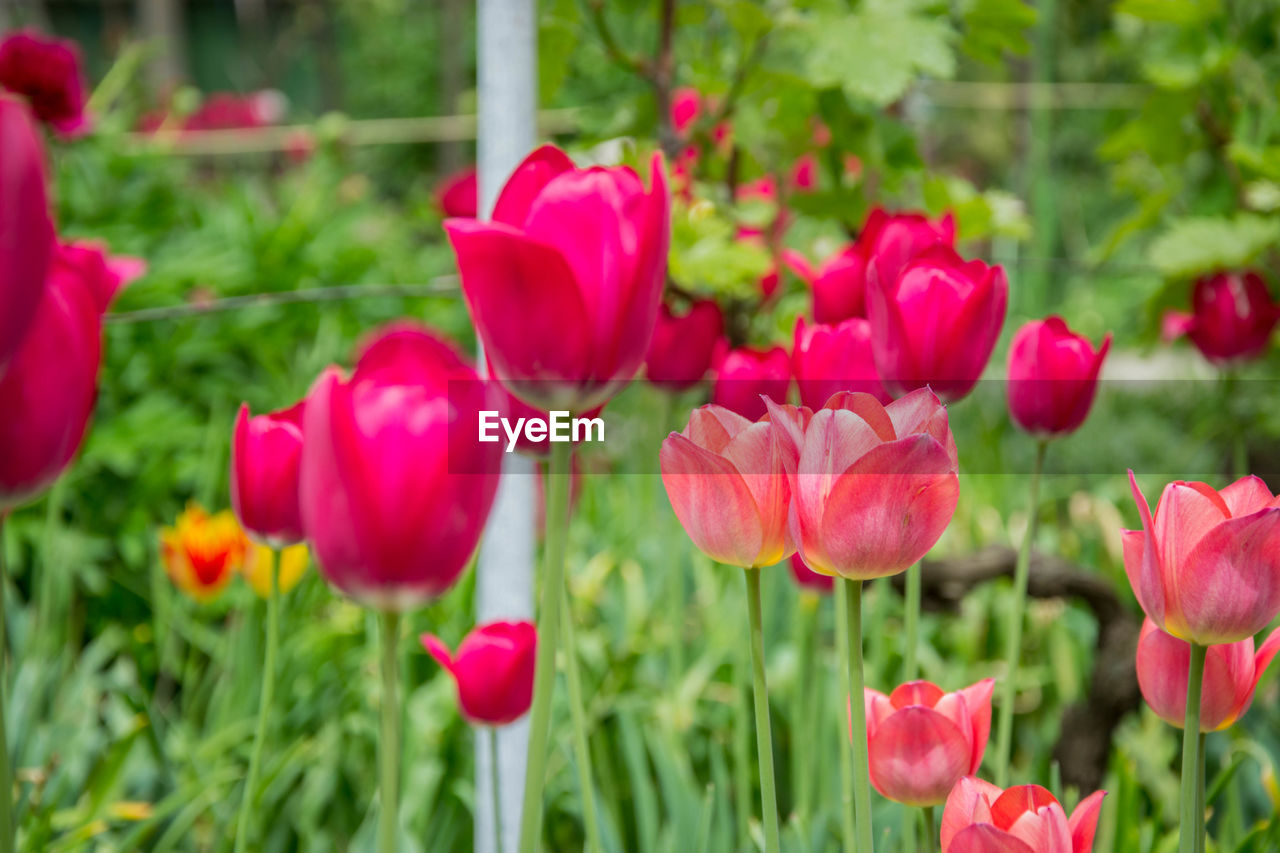 Close-up of pink tulips in field