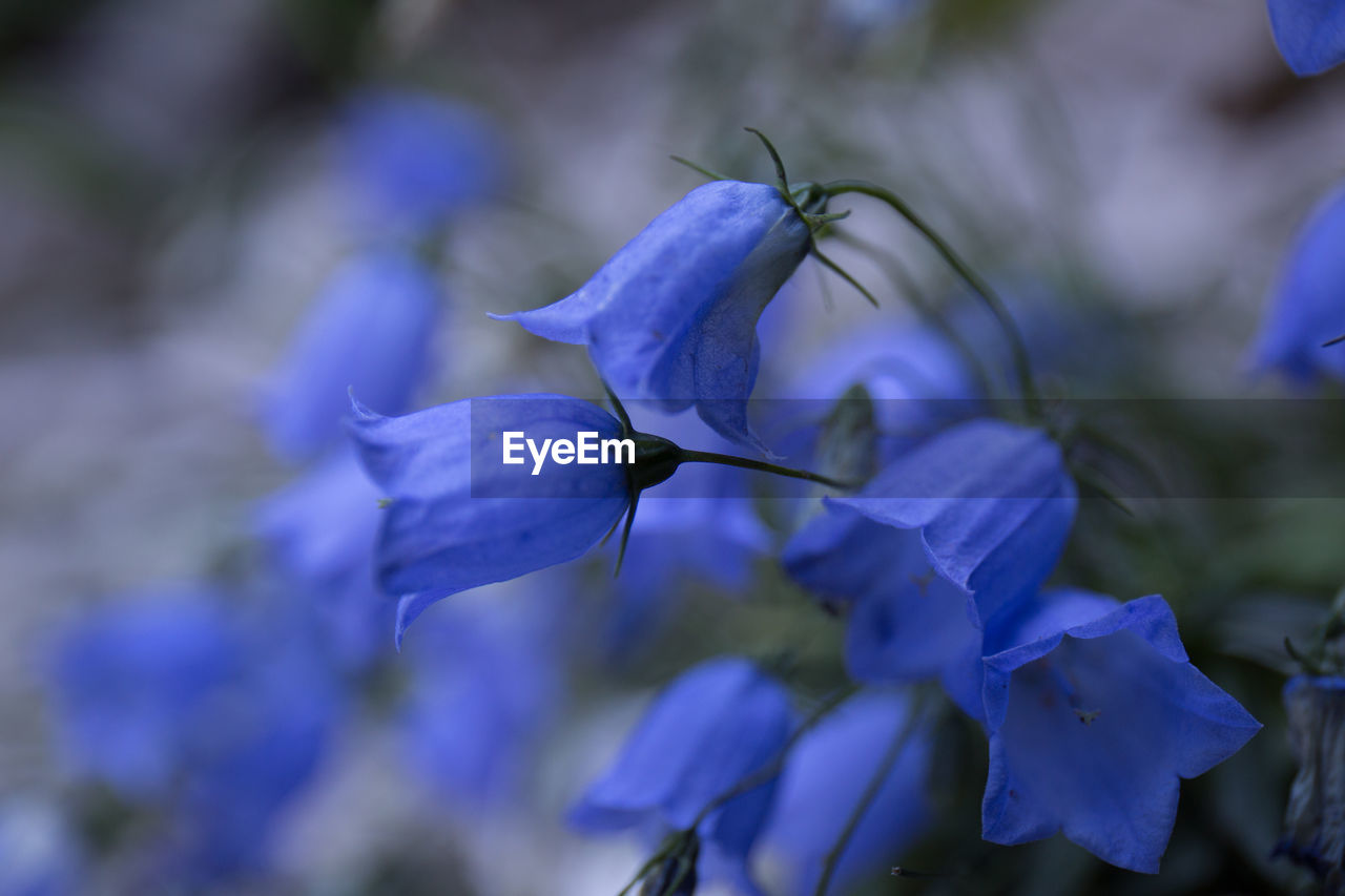 Close-up of purple flowers blooming outdoors