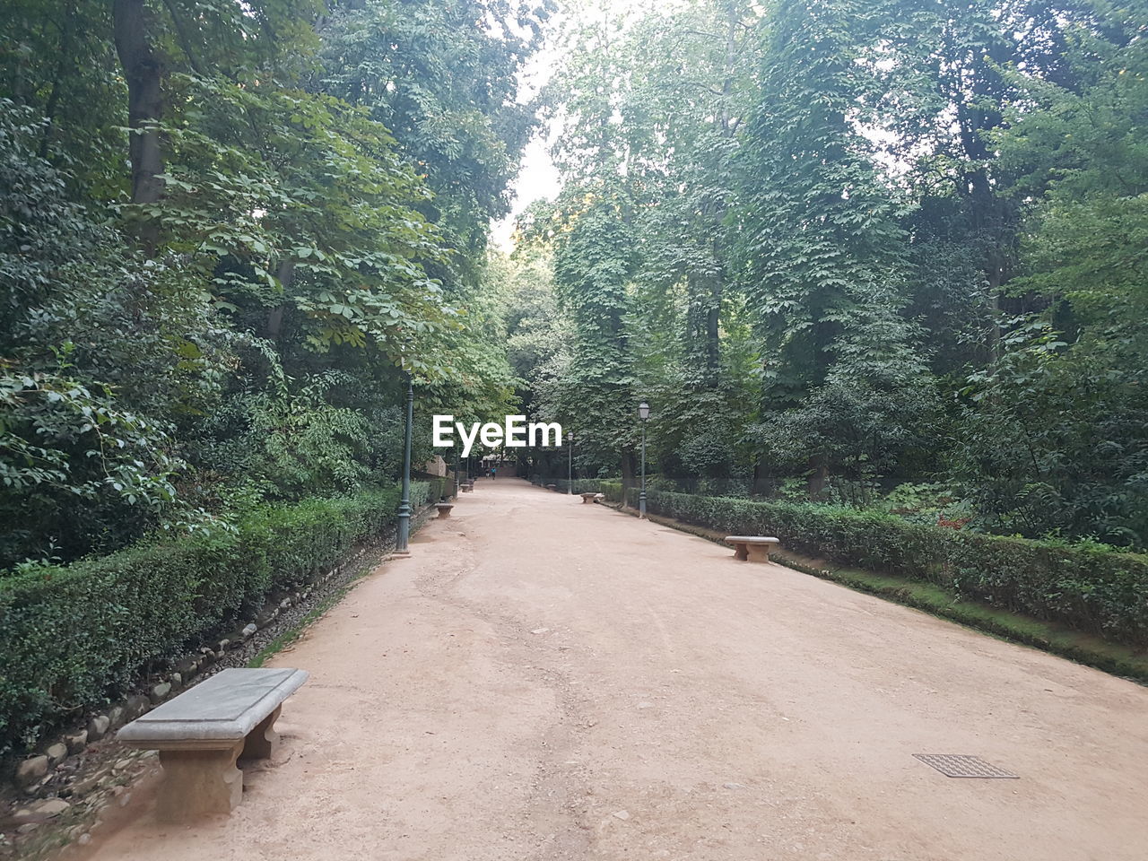 VIEW OF ROAD IN FOREST