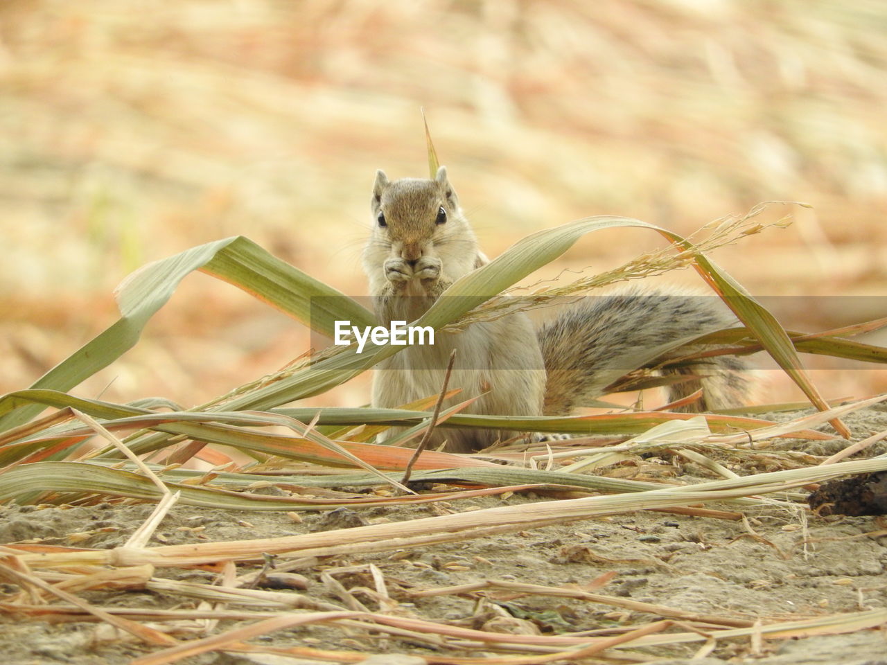 Squirrel in fields