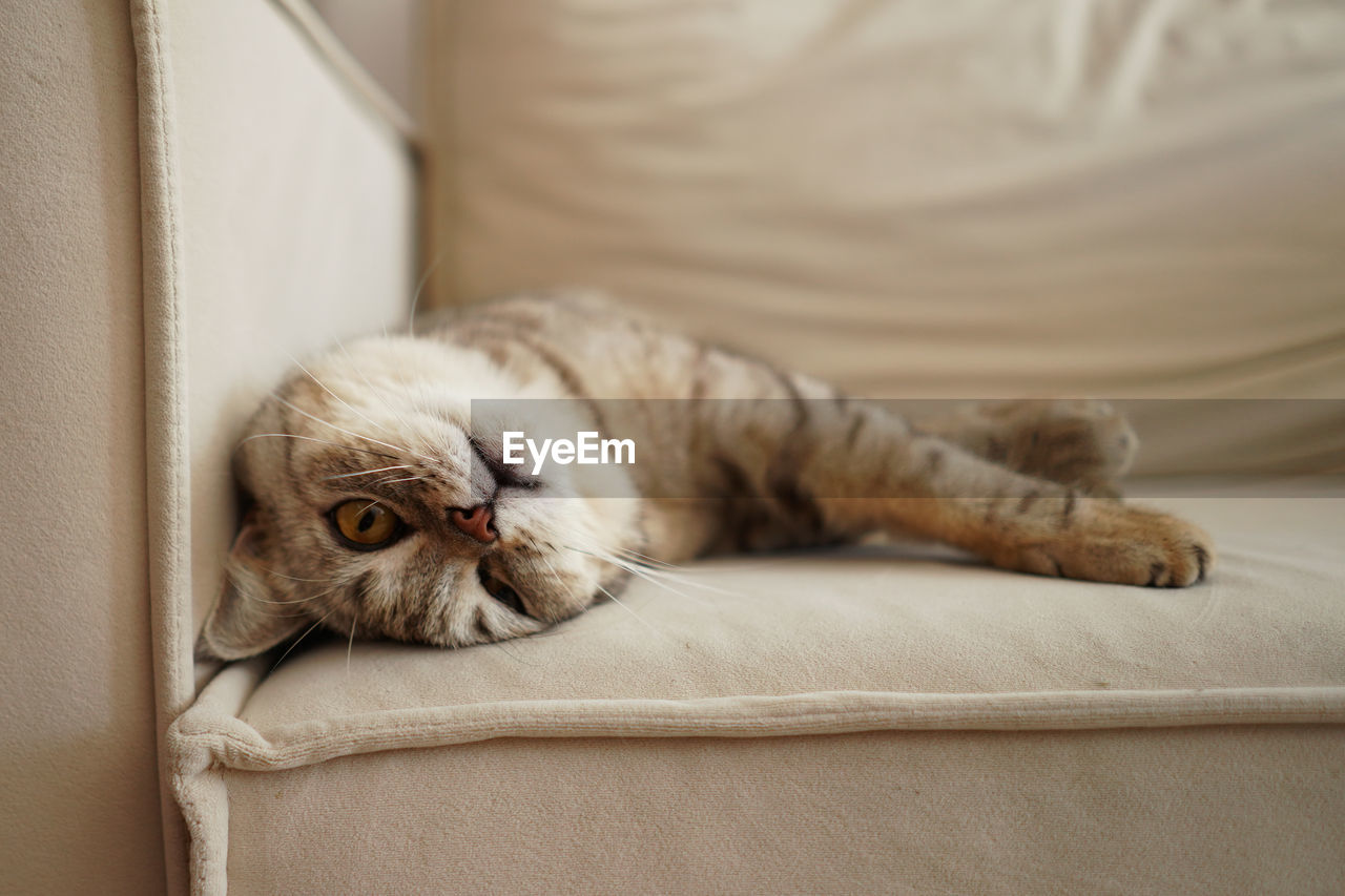 portrait of cat lying on floor at home