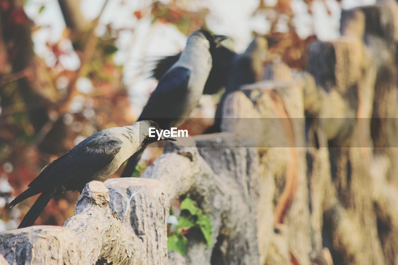 Side view of birds on fence