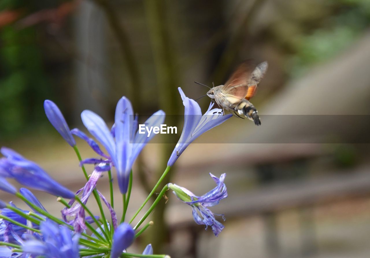 CLOSE-UP OF BUTTERFLY POLLINATING FLOWER