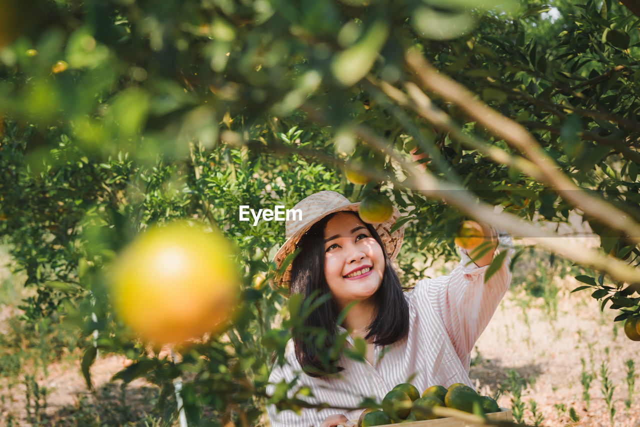 Smiling woman harvesting citrus fruit at farm