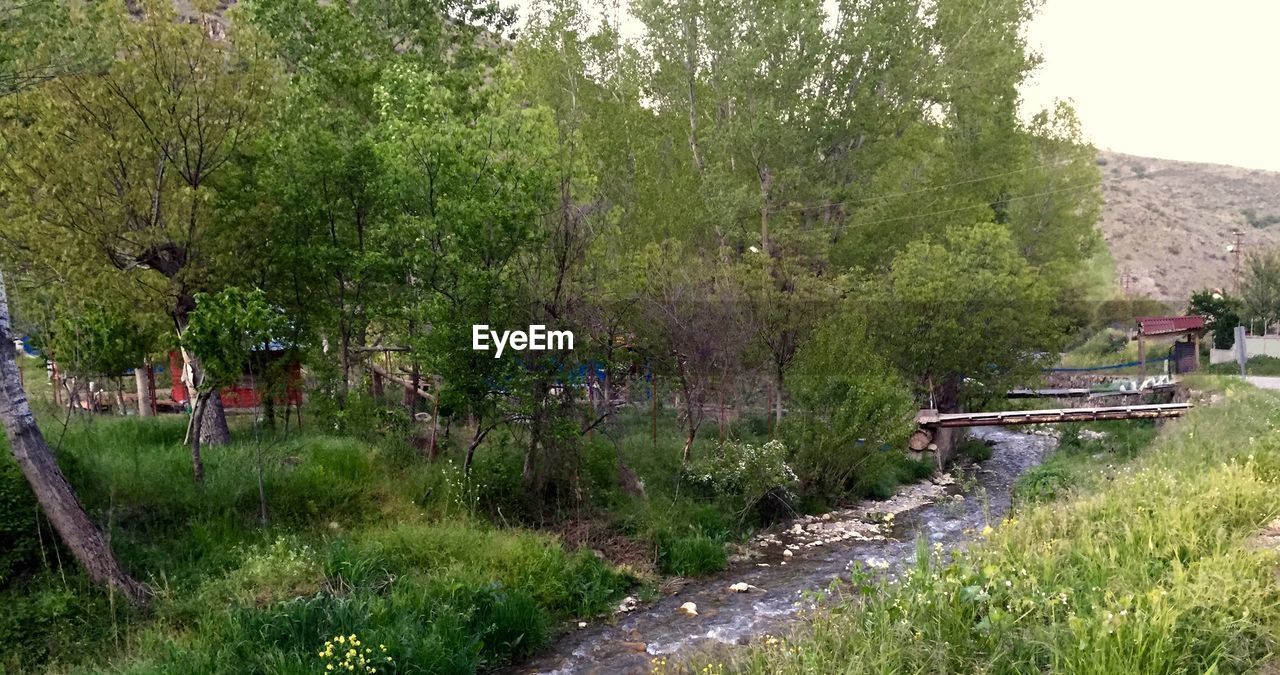 Narrow stream along trees on landscape