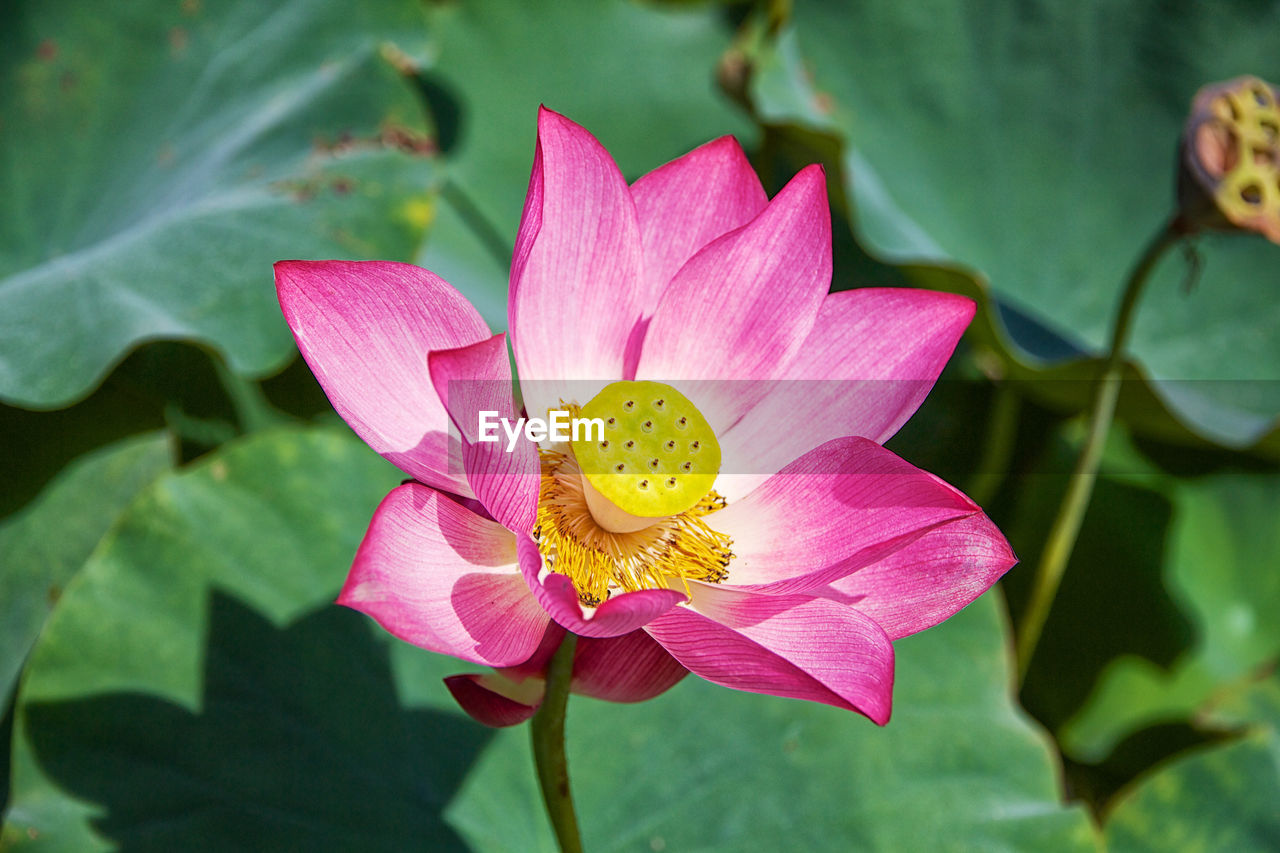 Close-up of pink water lily blooming outdoors