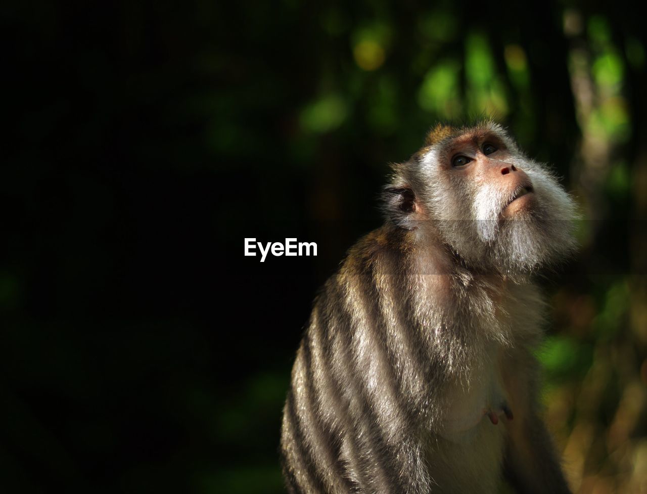 Monkey looking up at forest