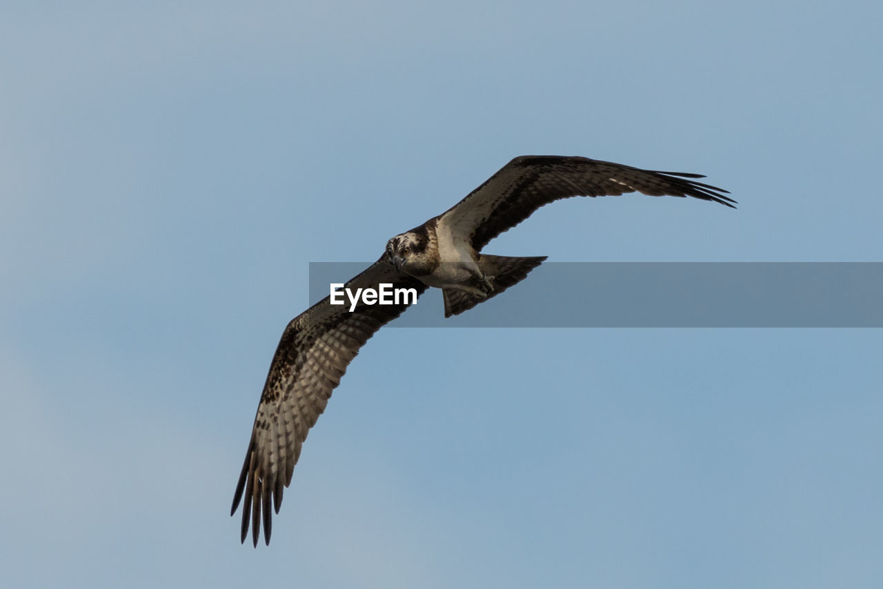 LOW ANGLE VIEW OF EAGLE FLYING IN SKY