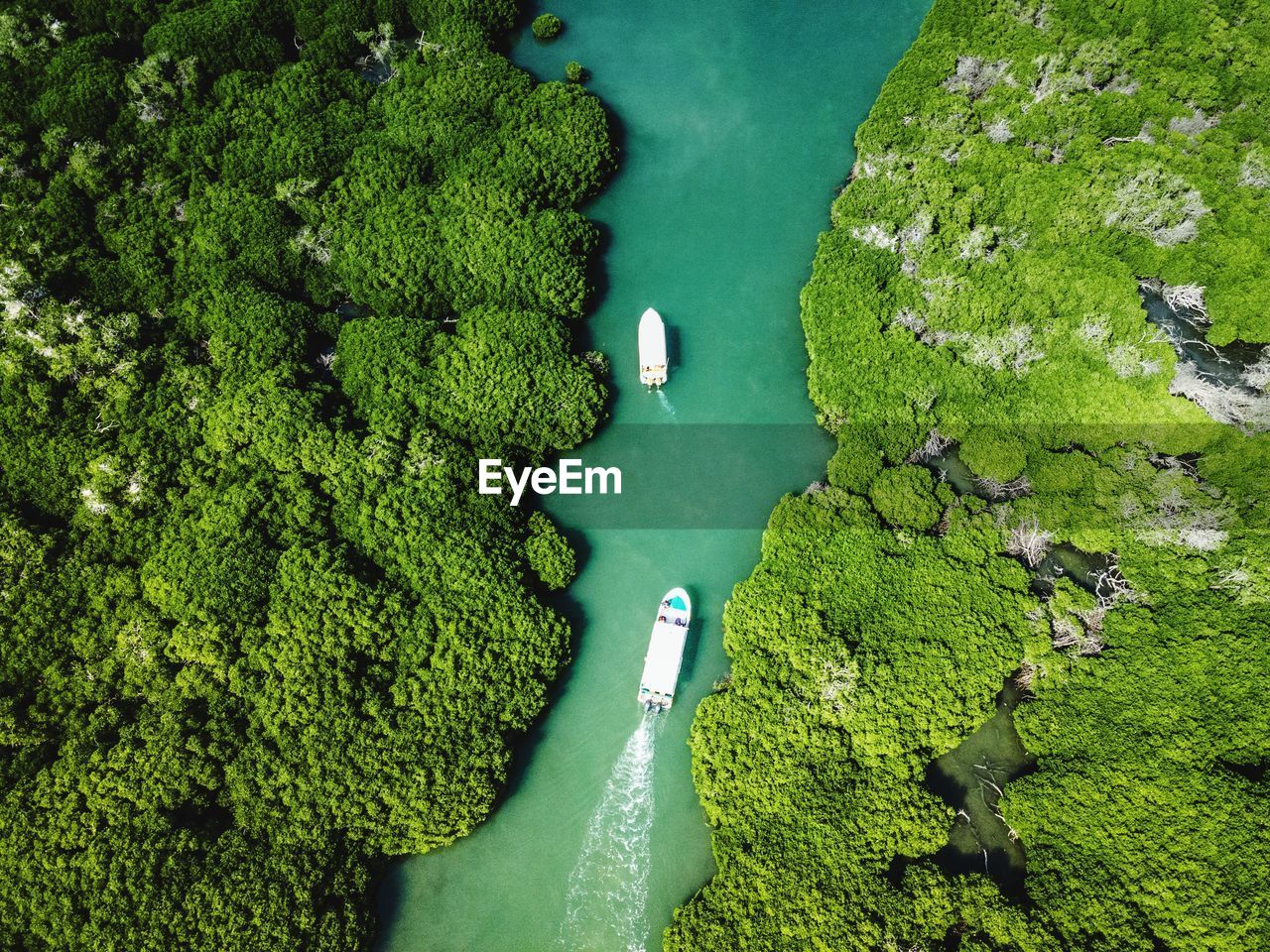 High angle view of river amidst trees