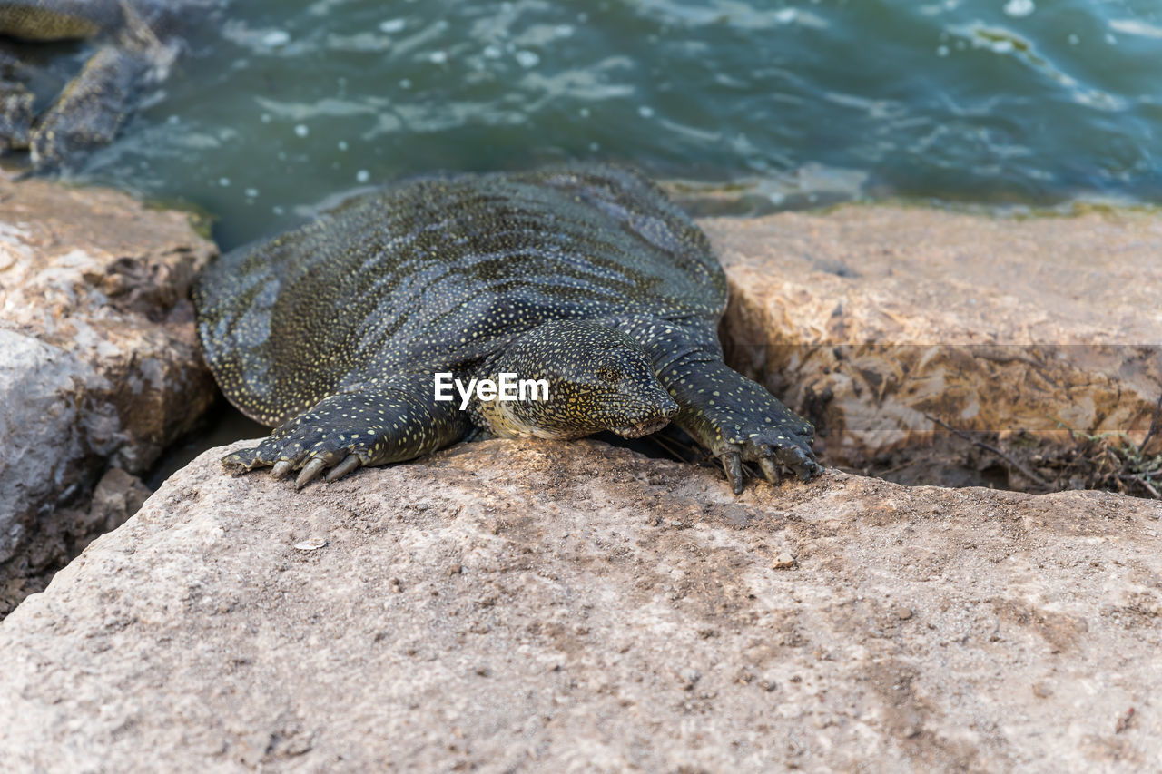 TURTLE IN A ROCK