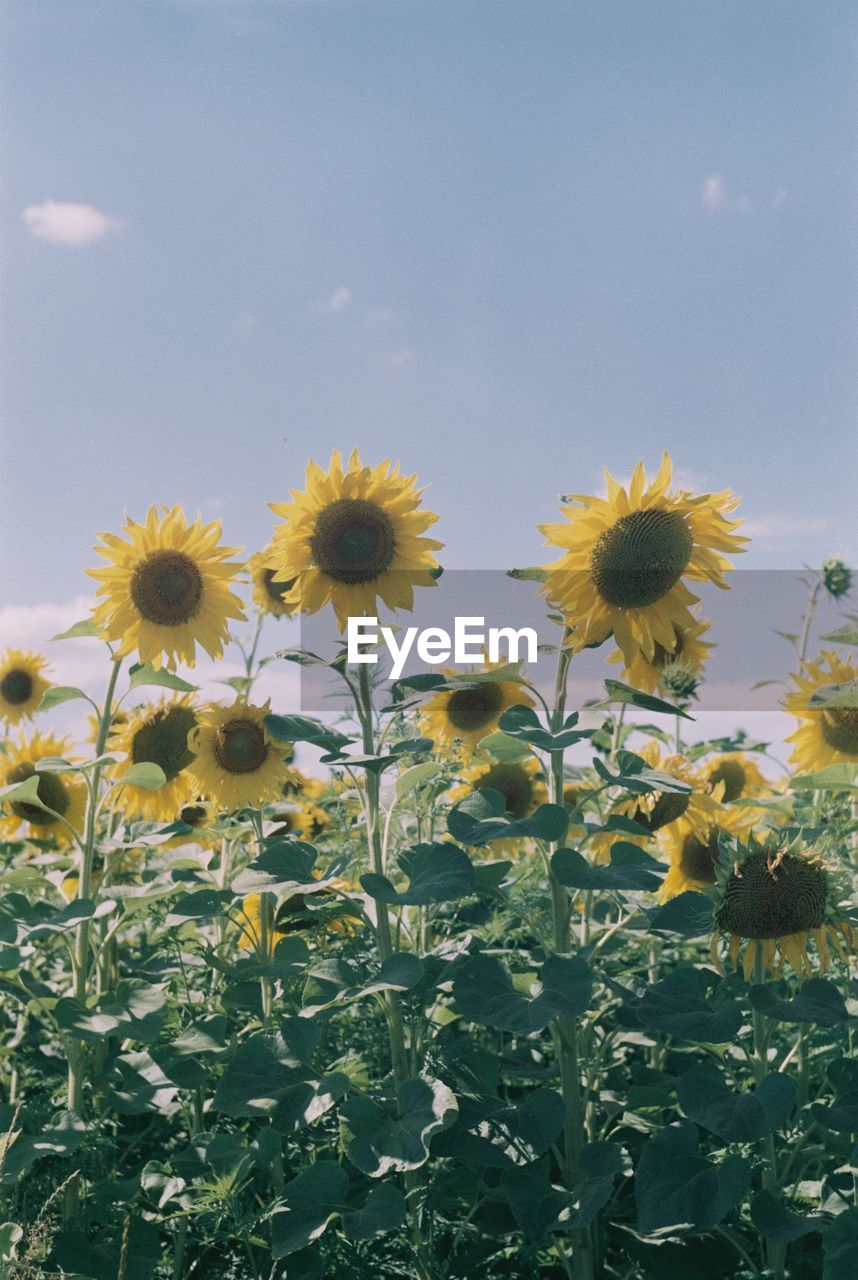 Close-up of sunflowers on field against sky