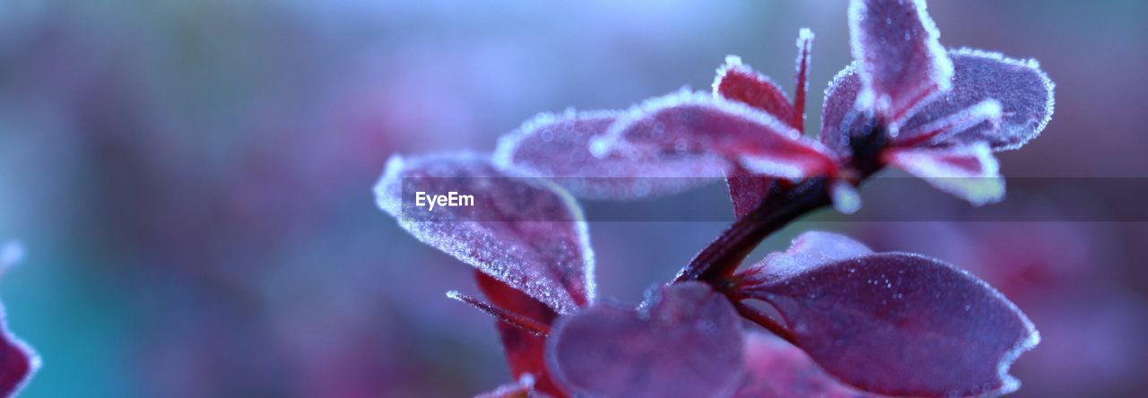 Panoramic shot of frozen plant