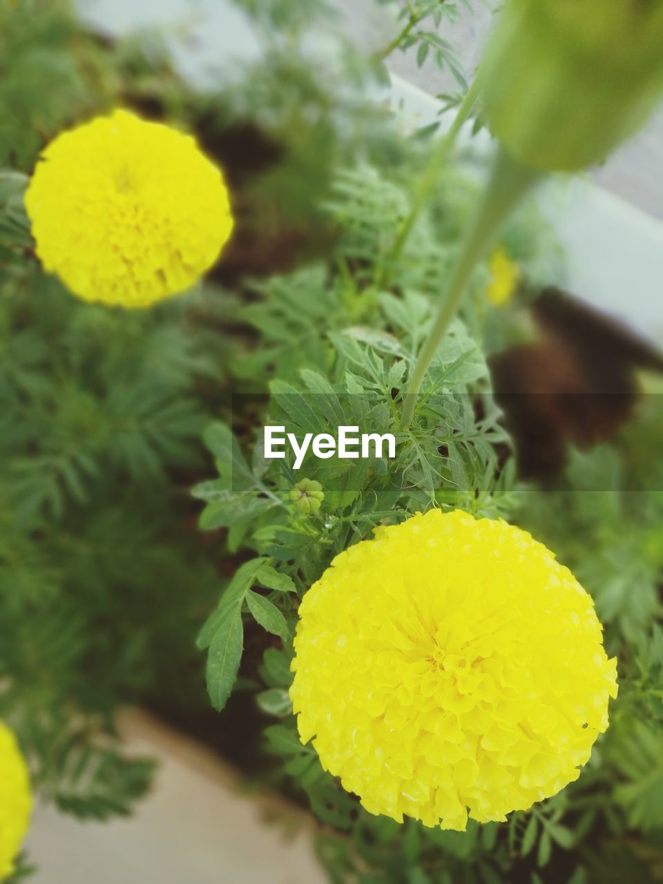 CLOSE-UP OF YELLOW FLOWERS