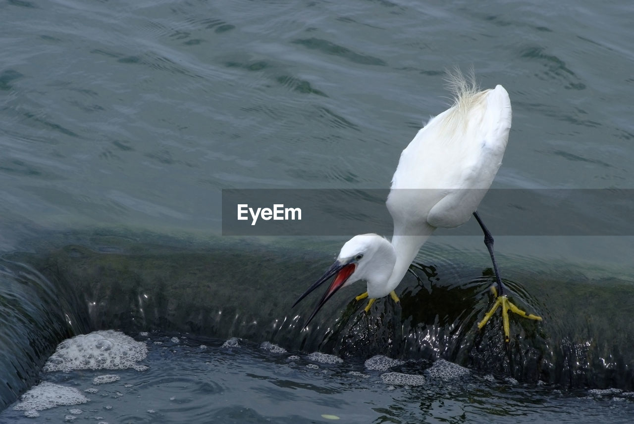 WHITE HERON IN LAKE
