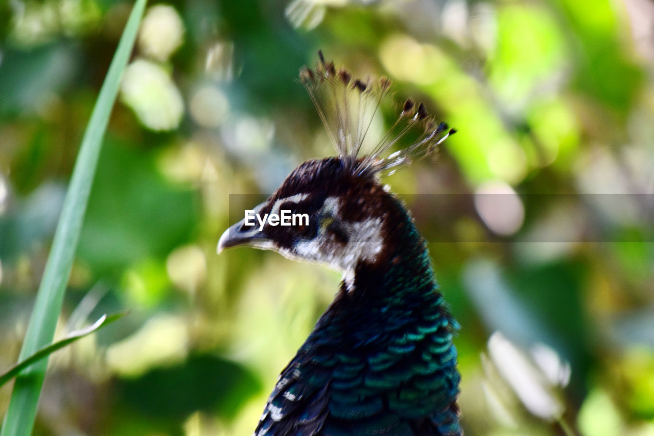 CLOSE-UP OF A PARROT