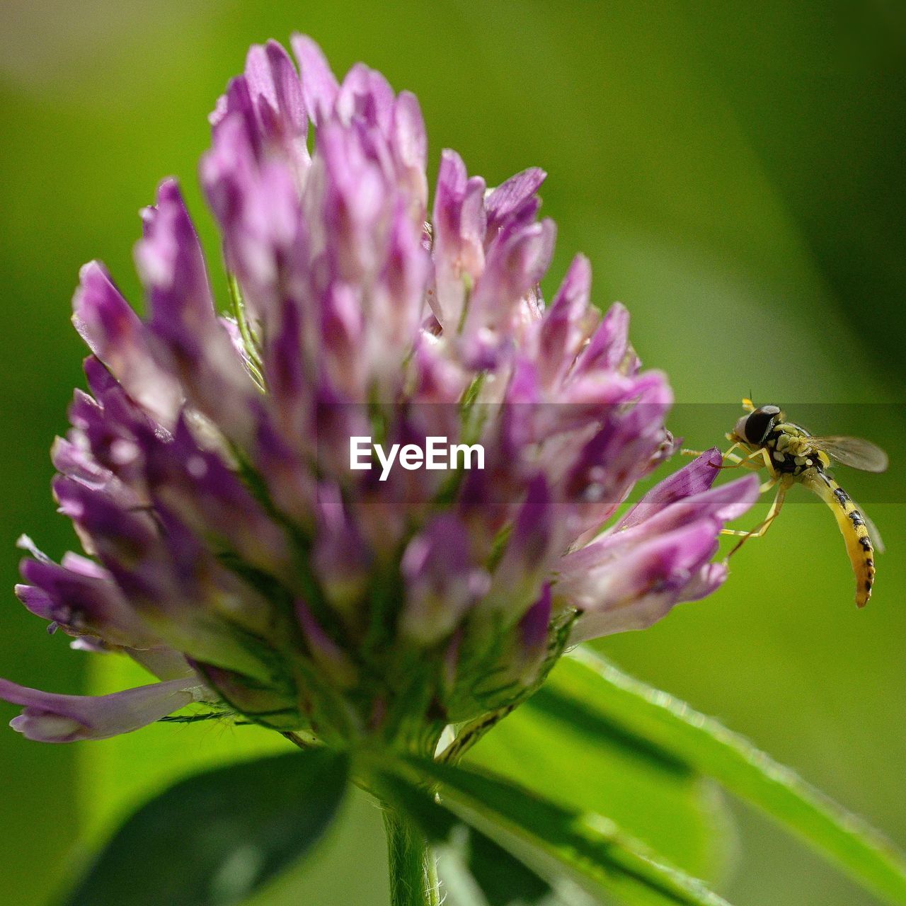 CLOSE-UP OF INSECT POLLINATING ON FLOWER