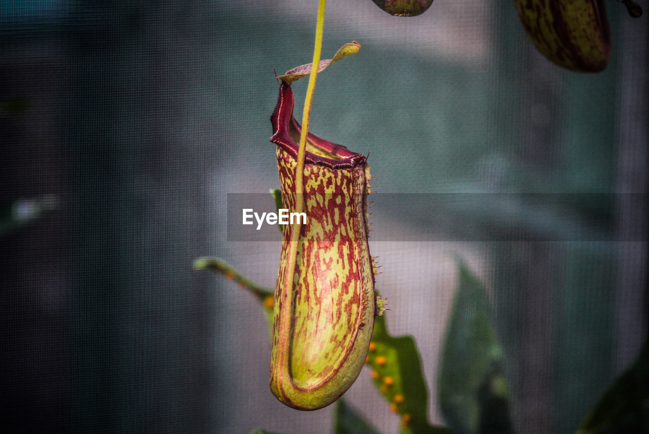 CLOSE-UP OF CATERPILLAR ON PLANT