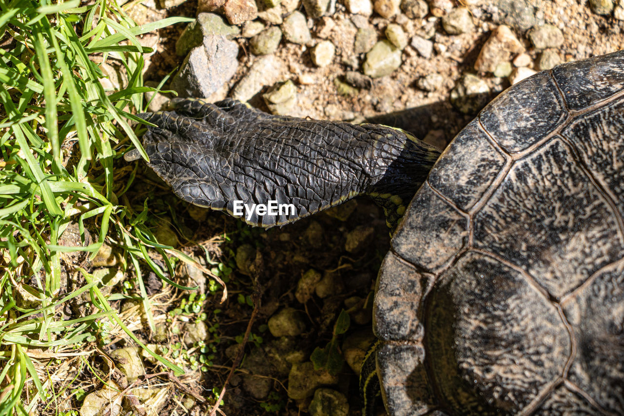 close-up of turtle on grass