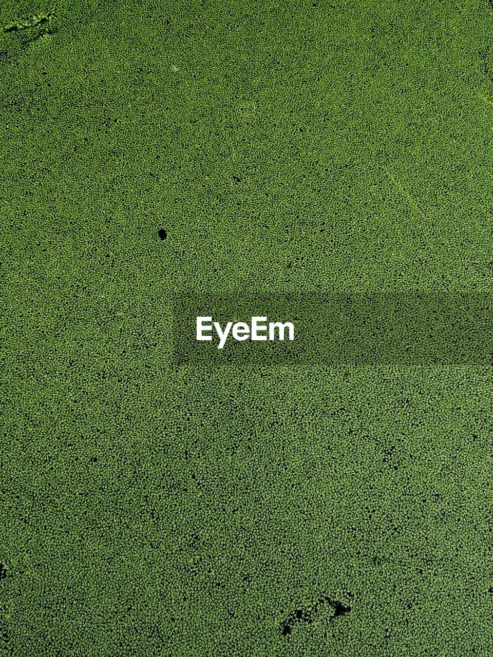 Full frame shot of moss covered lake