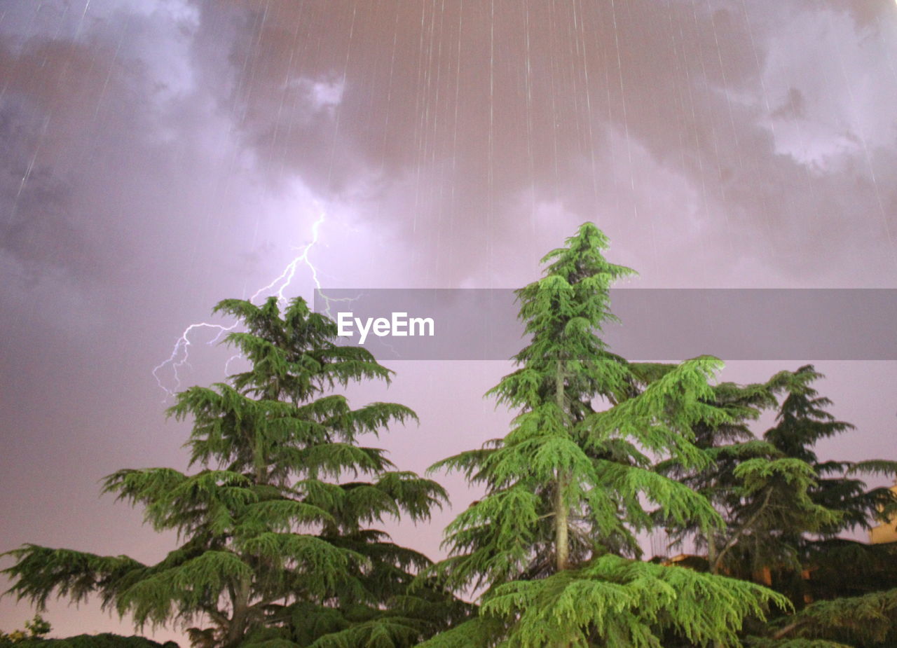 LOW ANGLE VIEW OF TREES AGAINST CLOUDY SKY