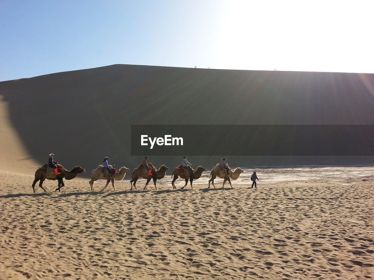 People riding camels at desert