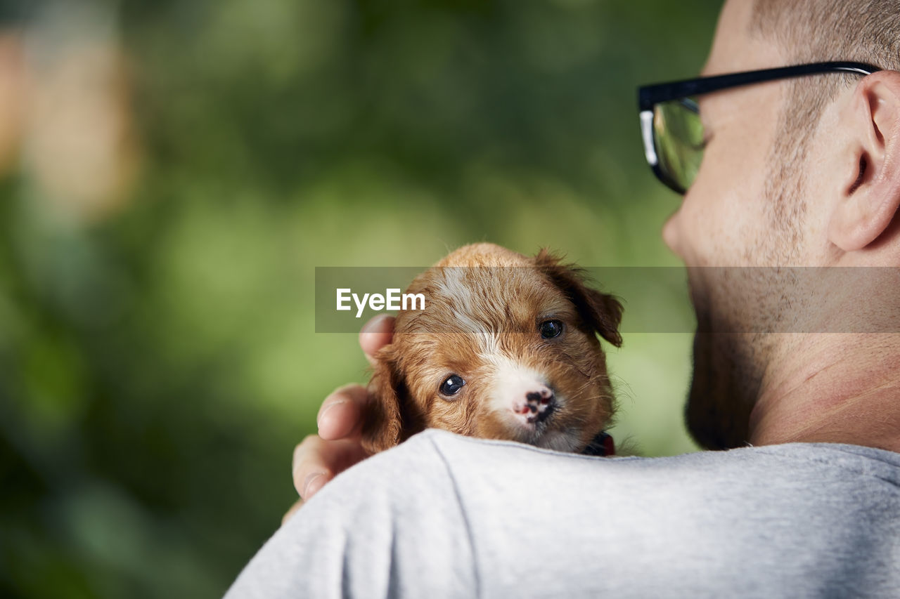 Man holding cute puppy on shoulder. nova scotia duck tolling retriever looking at camera