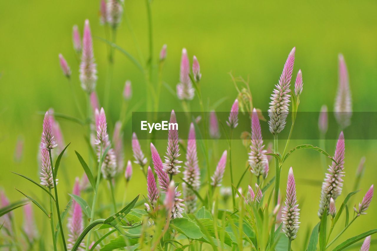 CLOSE-UP OF FLOWERING PLANTS ON LAND