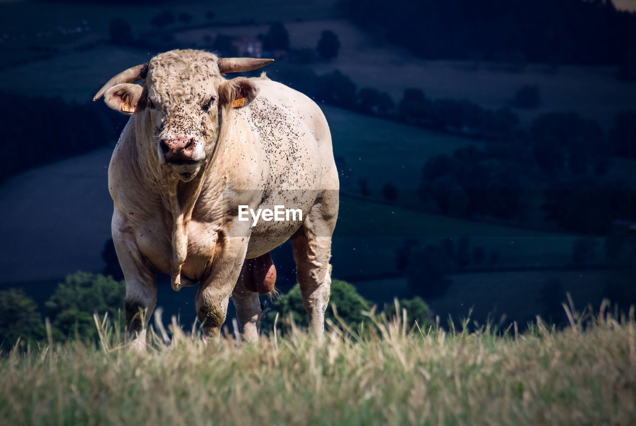 Portrait of taurus standing on field