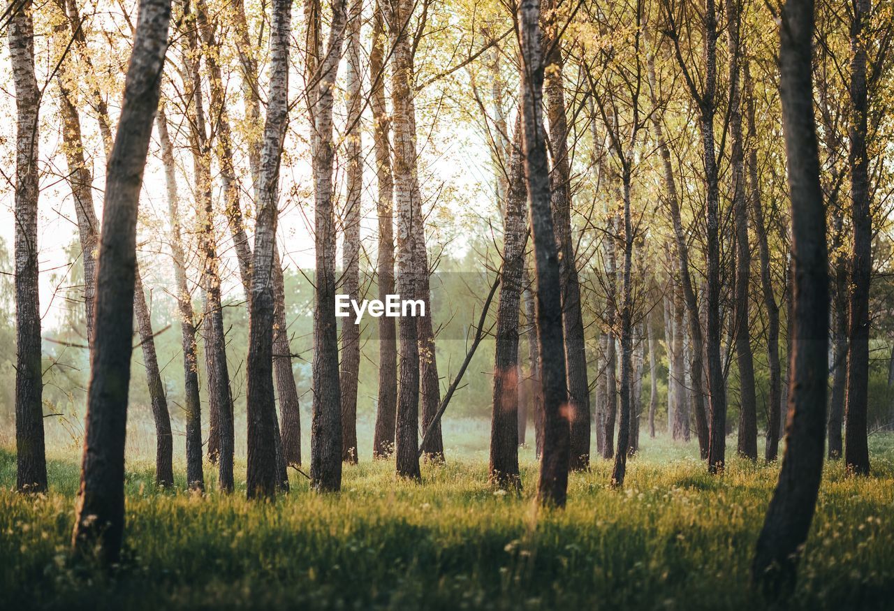 Trees growing on field in forest