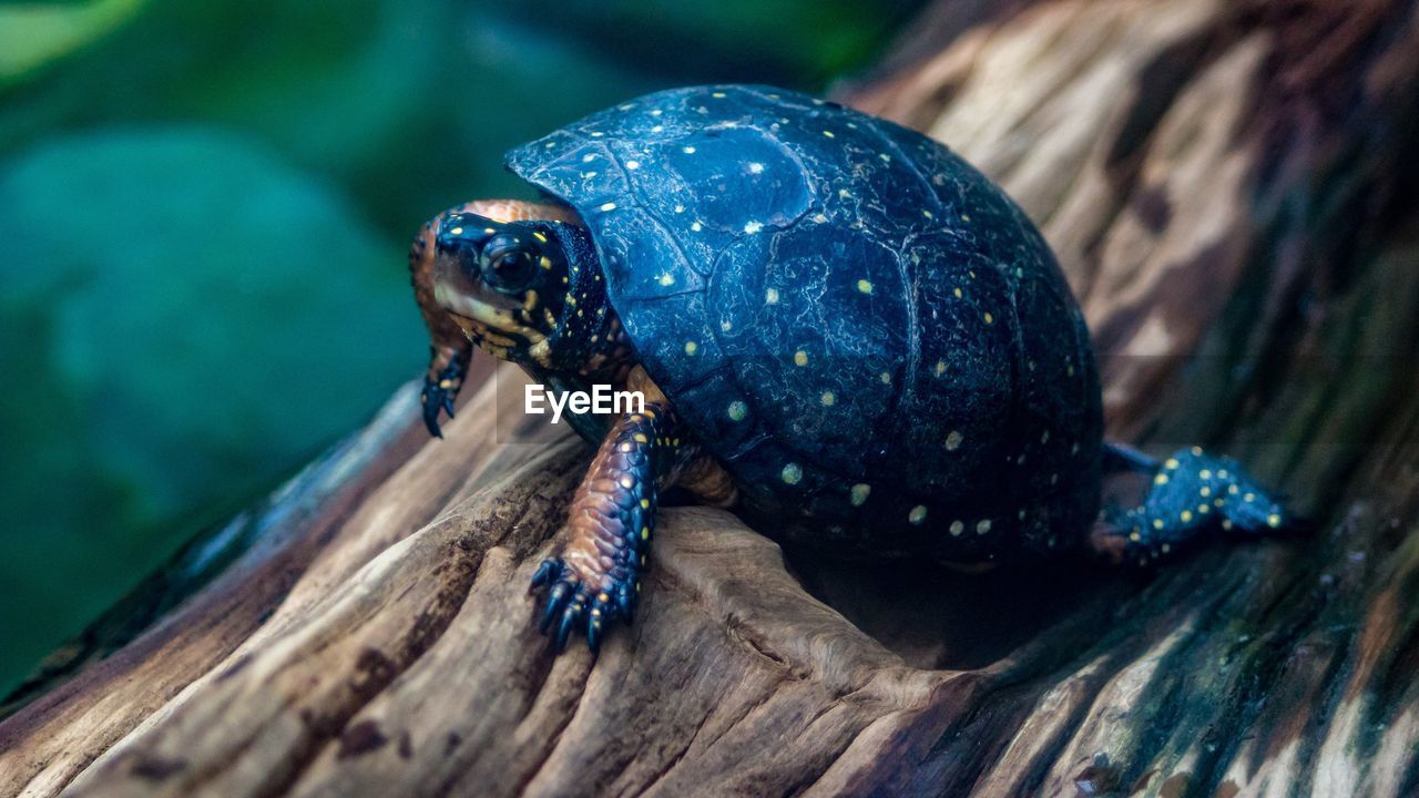 Close-up of tortoise on wood in zoo