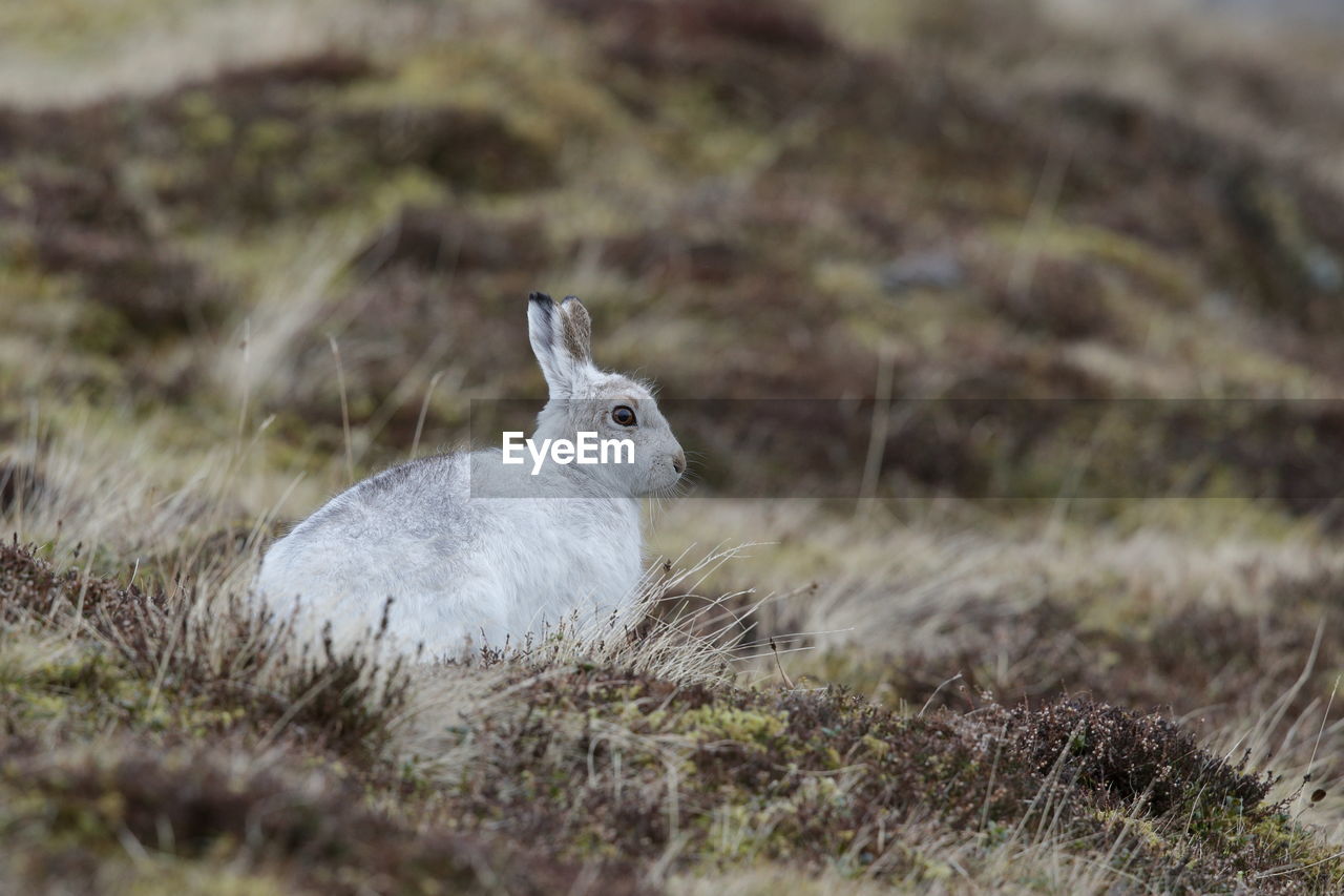 A mountain hare