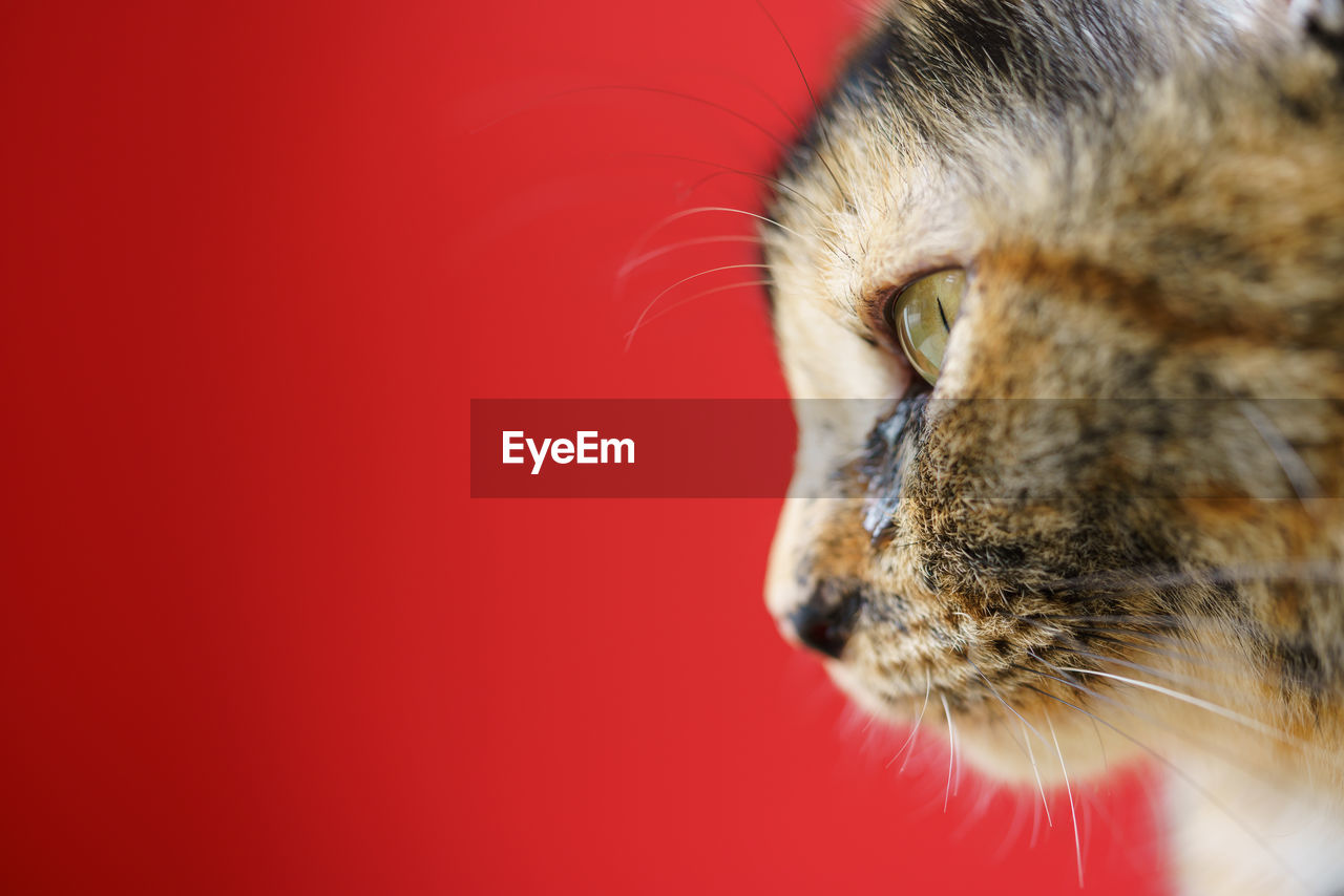 CLOSE-UP OF A CAT AGAINST RED BACKGROUND