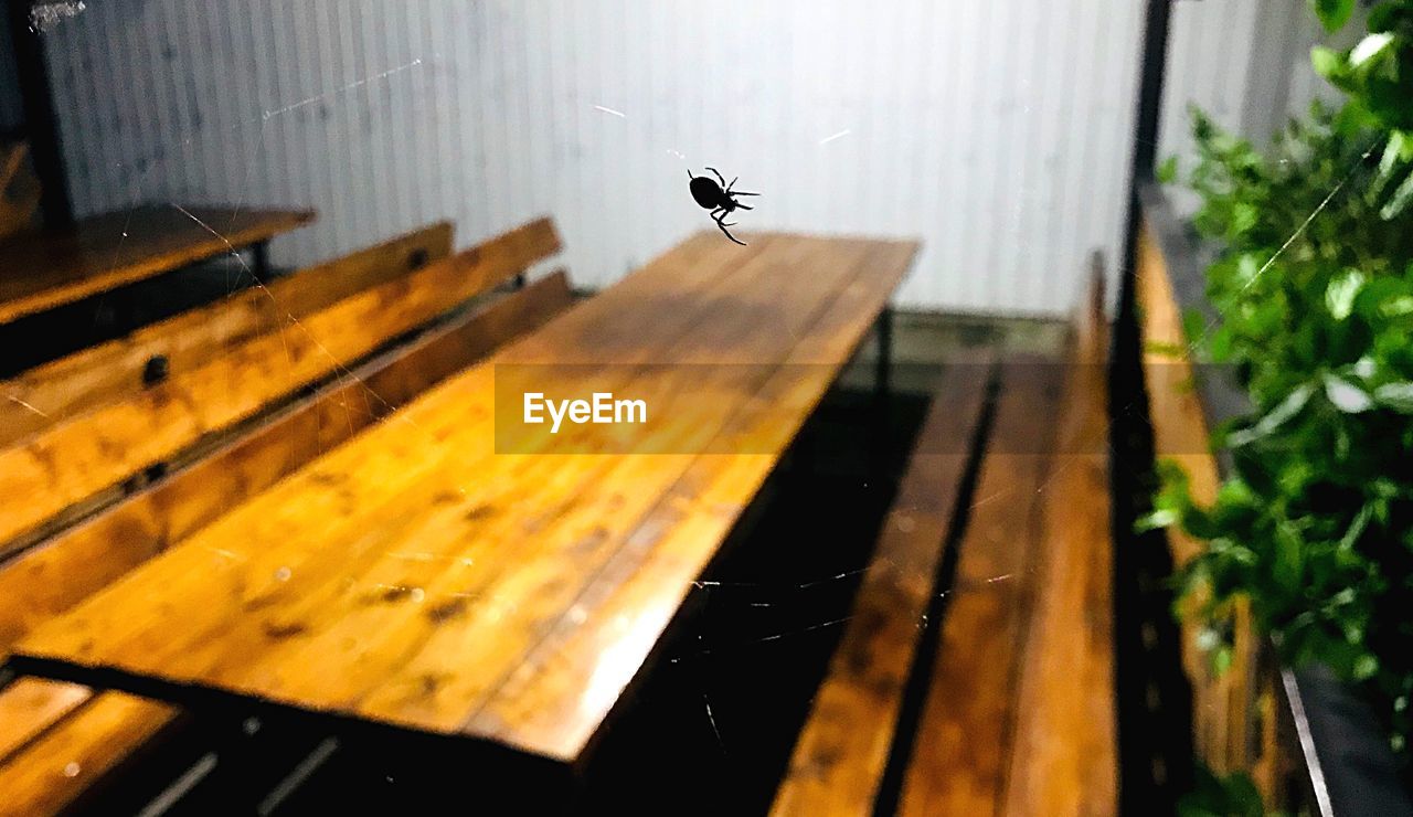 BIRD FLYING IN A WOODEN WALL