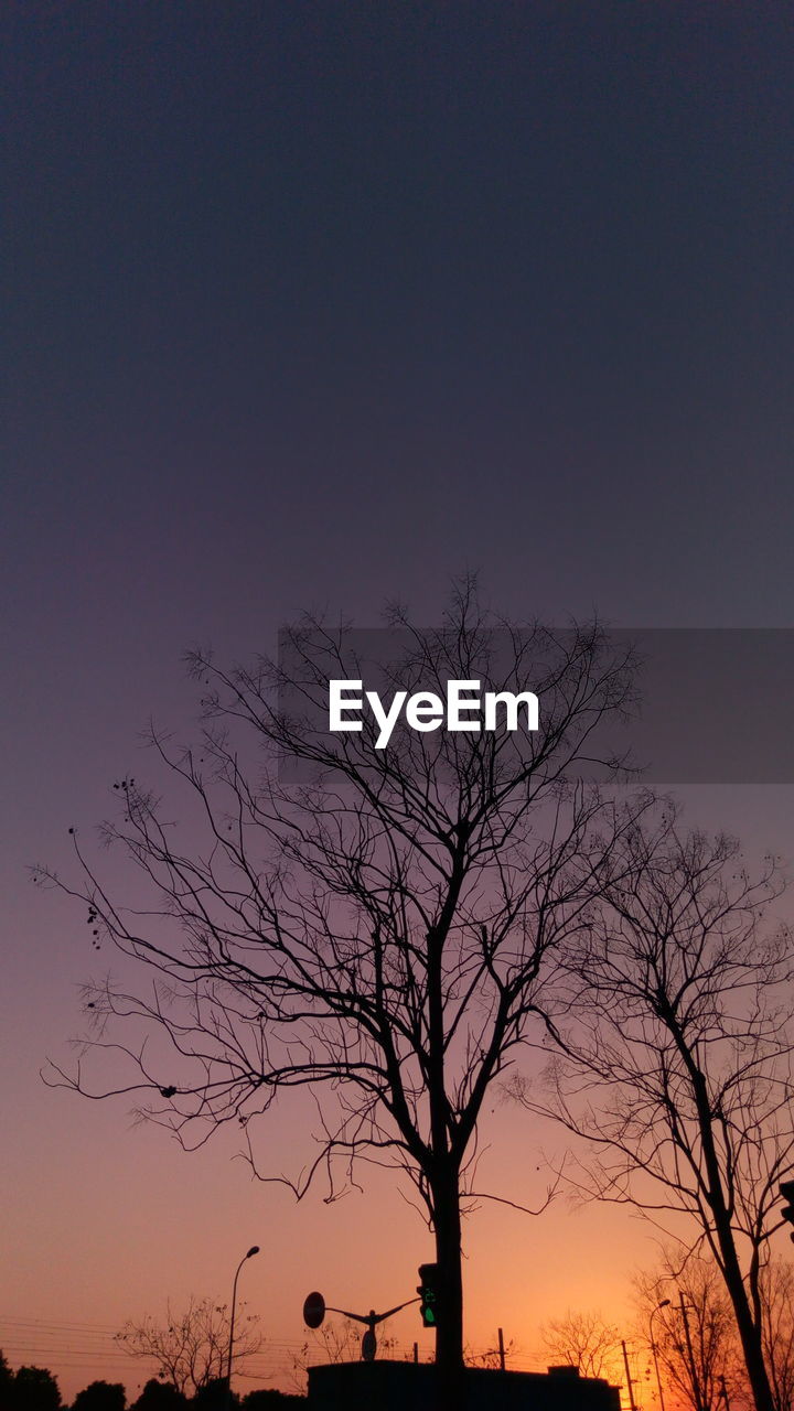 LOW ANGLE VIEW OF SILHOUETTE TREES AGAINST SKY AT NIGHT