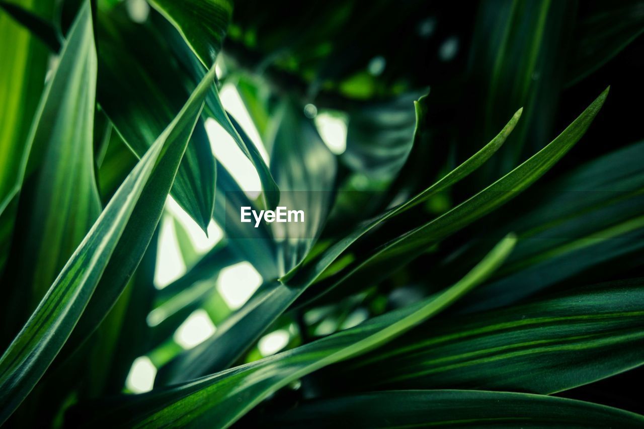 Close-up of green leaves on plant