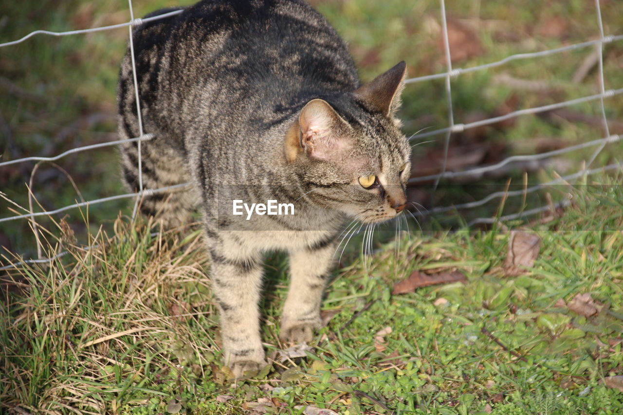 CAT STANDING IN FIELD