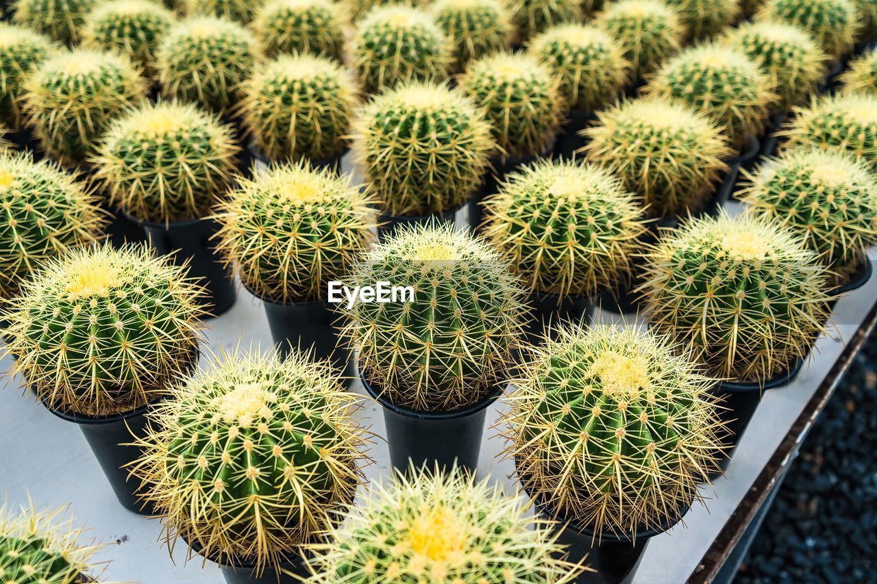 plant, cactus, green, succulent plant, thorn, no people, spiked, sharp, growth, nature, food and drink, food, flower, produce, beauty in nature, outdoors, backgrounds, high angle view, day, full frame, retail, freshness, large group of objects, healthy eating, market, barrel cactus, fruit, close-up, sign, communication