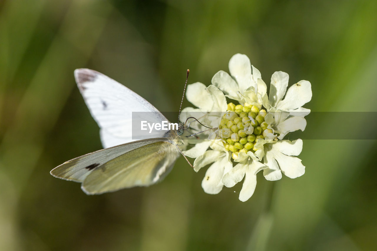 CLOSE-UP OF WHITE BUTTERFLY ON FLOWER