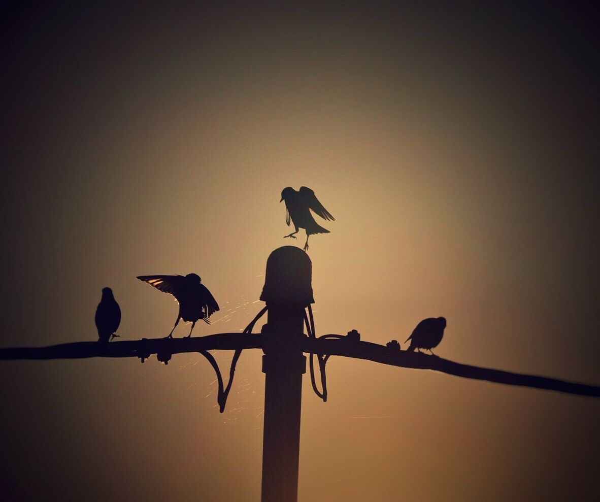 SILHOUETTE BIRDS PERCHING ON BRANCH AGAINST SKY