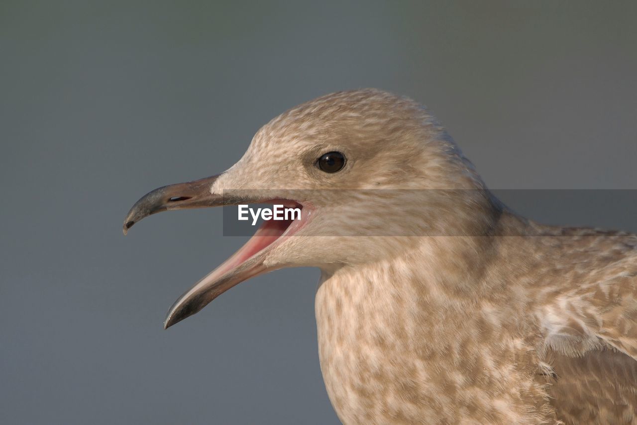 CLOSE-UP OF WHITE BIRD