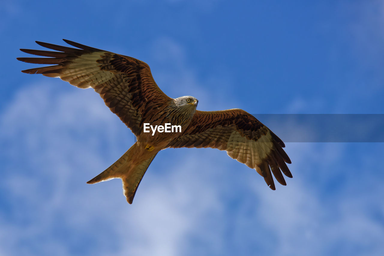 Low angle view of a flying red kite with wide spreaded wings against cludy blue  sky